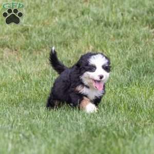 Baxter, Bernedoodle Puppy